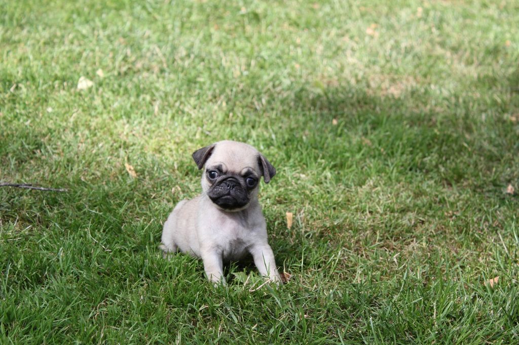 De la magie d'orient - Chiot disponible  - Carlin