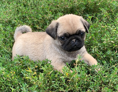 CHIOT MALE SABLE 