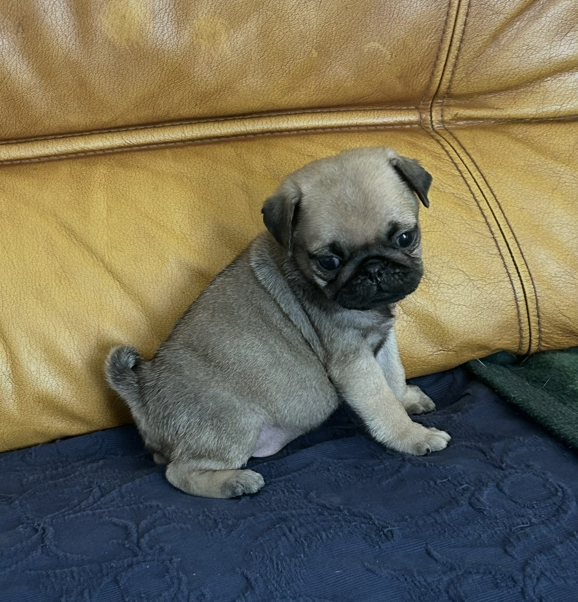 Chiot Carlin De la magie d'orient