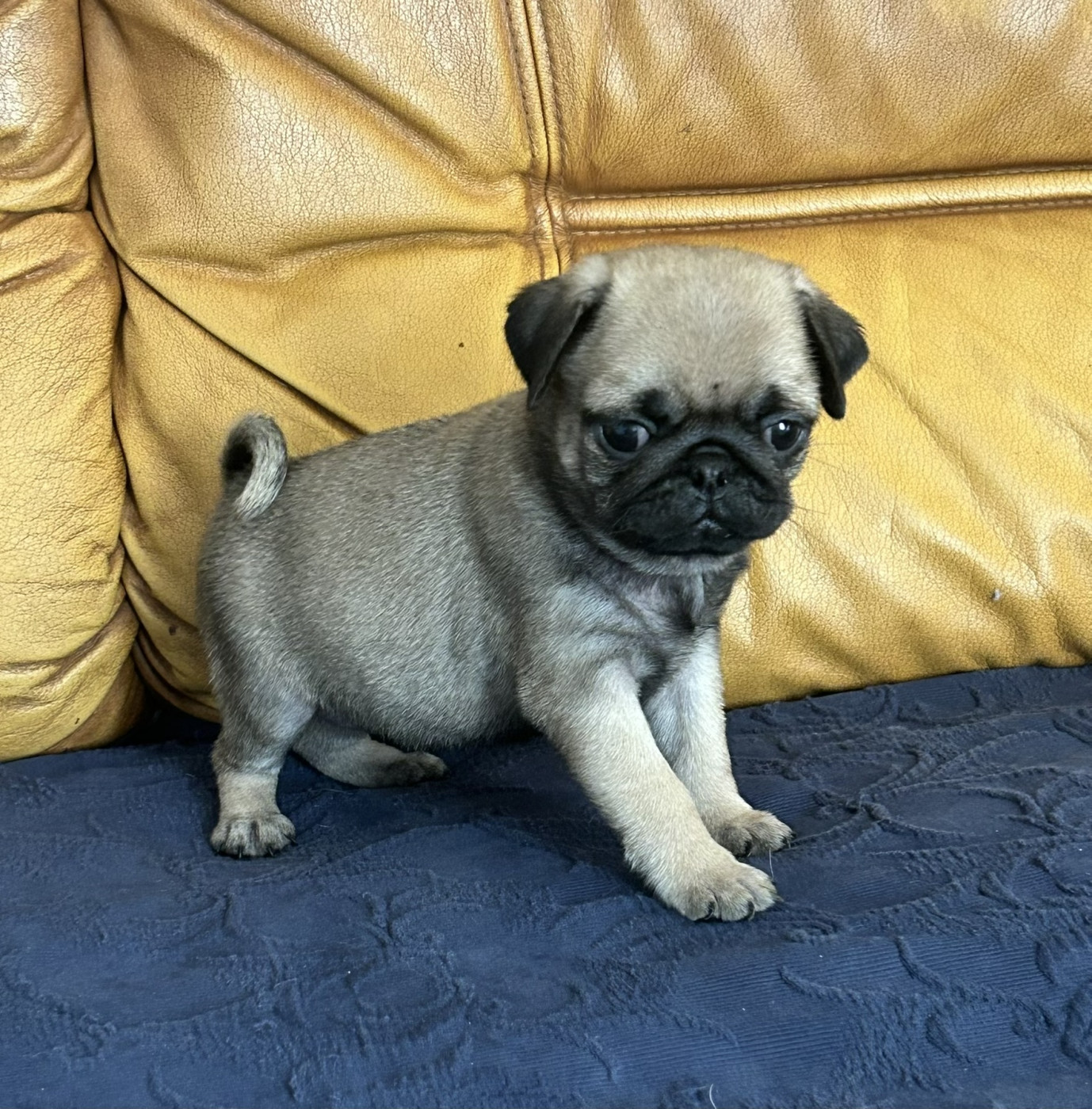 De la magie d'orient - Chiots disponibles - Carlin