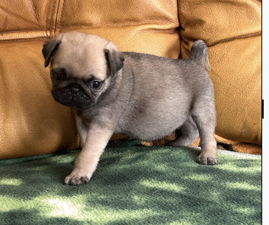 De la magie d'orient - Chiots disponibles - Carlin