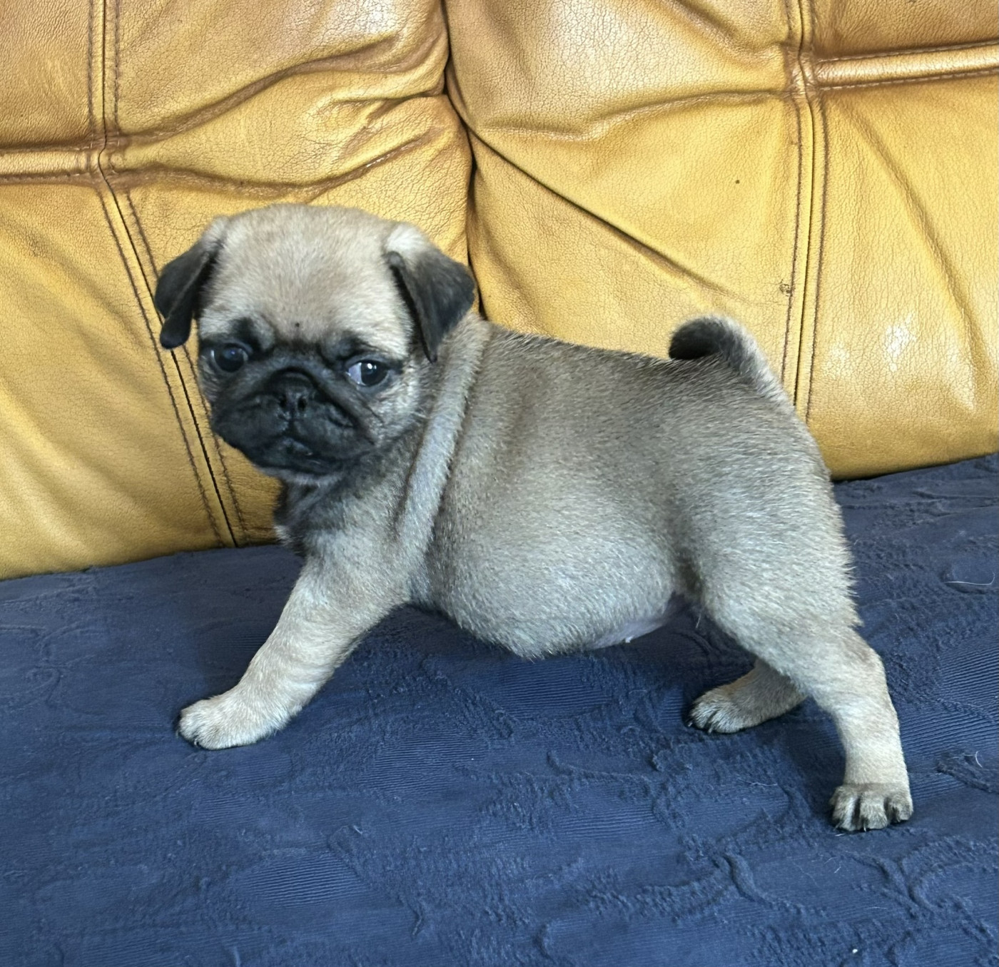 De la magie d'orient - Chiots disponibles - Carlin