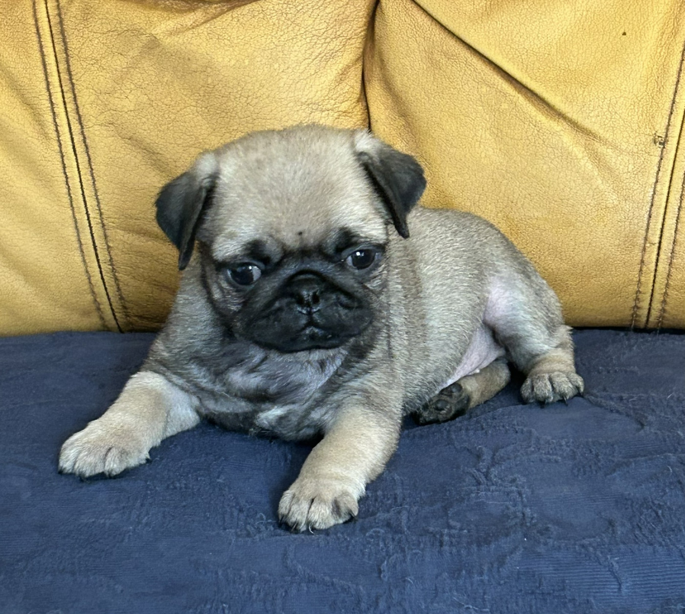 De la magie d'orient - Chiots disponibles - Carlin
