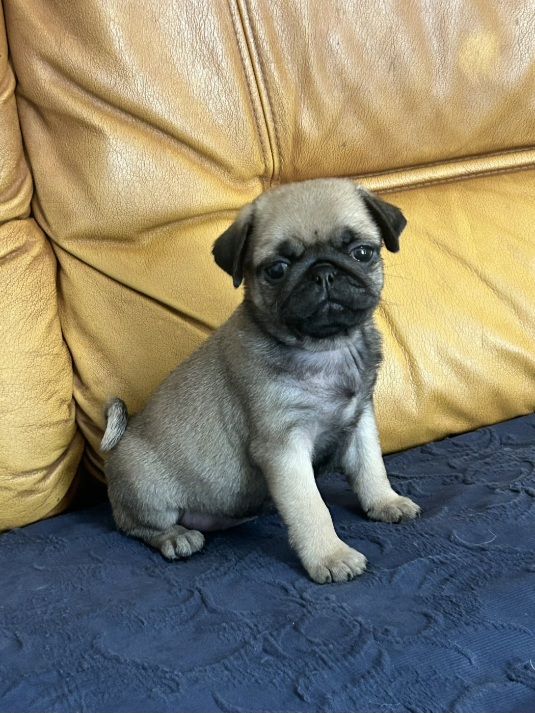 De la magie d'orient - Chiots disponibles - Carlin