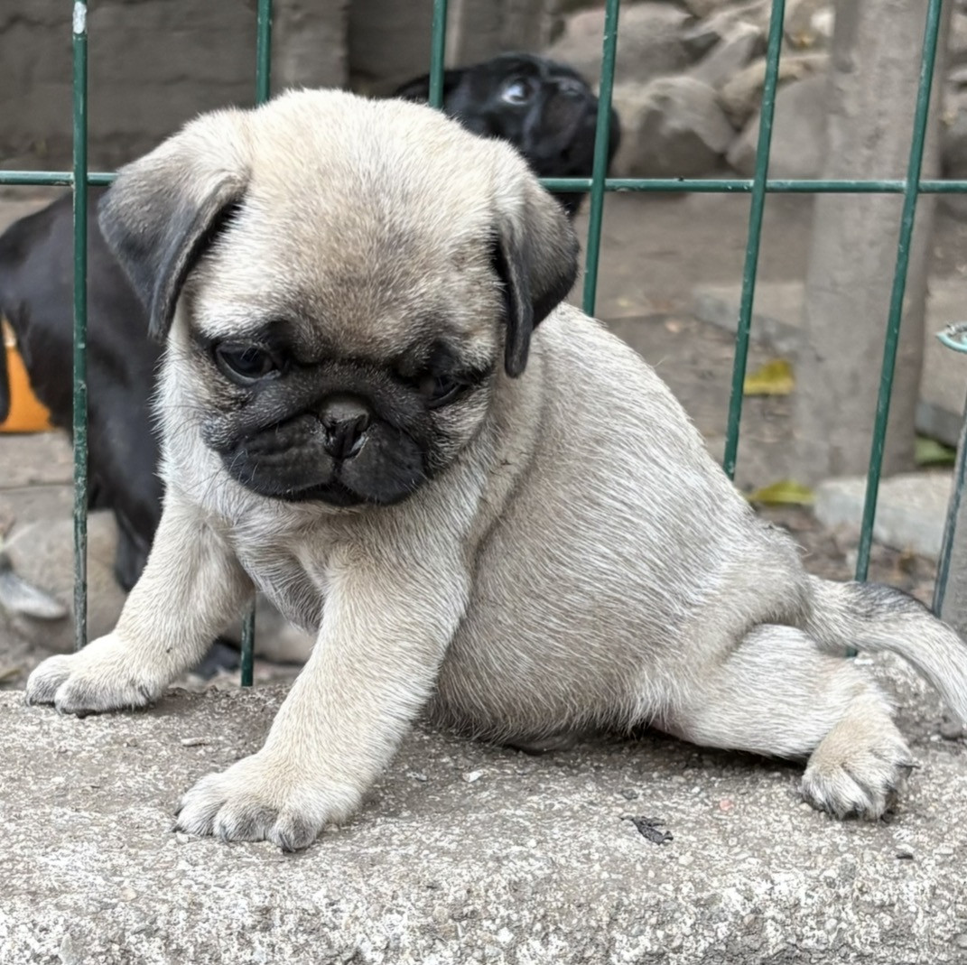 De la magie d'orient - Chiots disponibles - Carlin