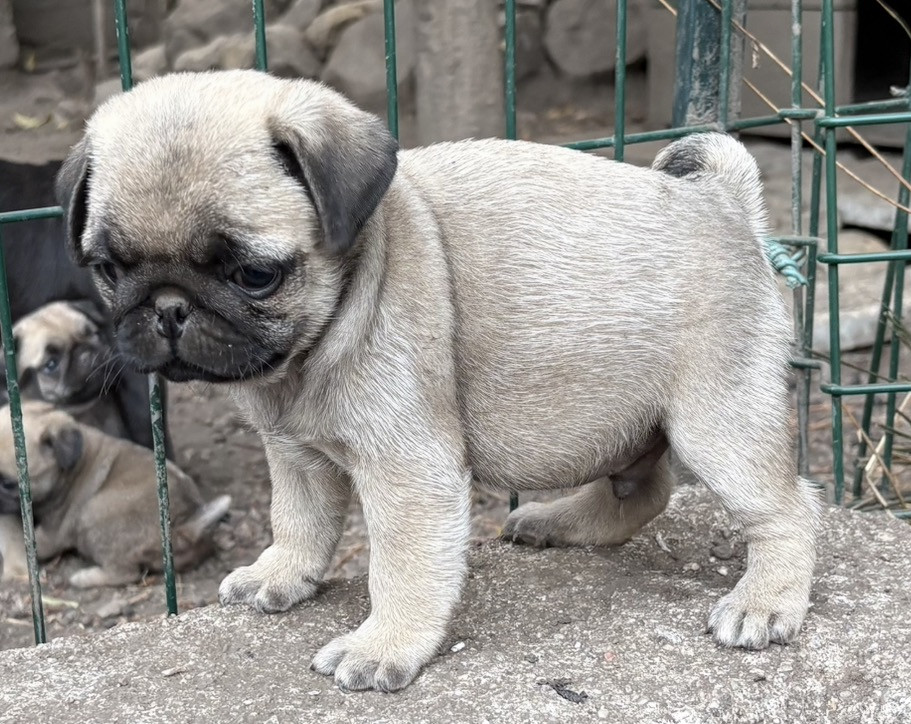 De la magie d'orient - Chiots disponibles - Carlin