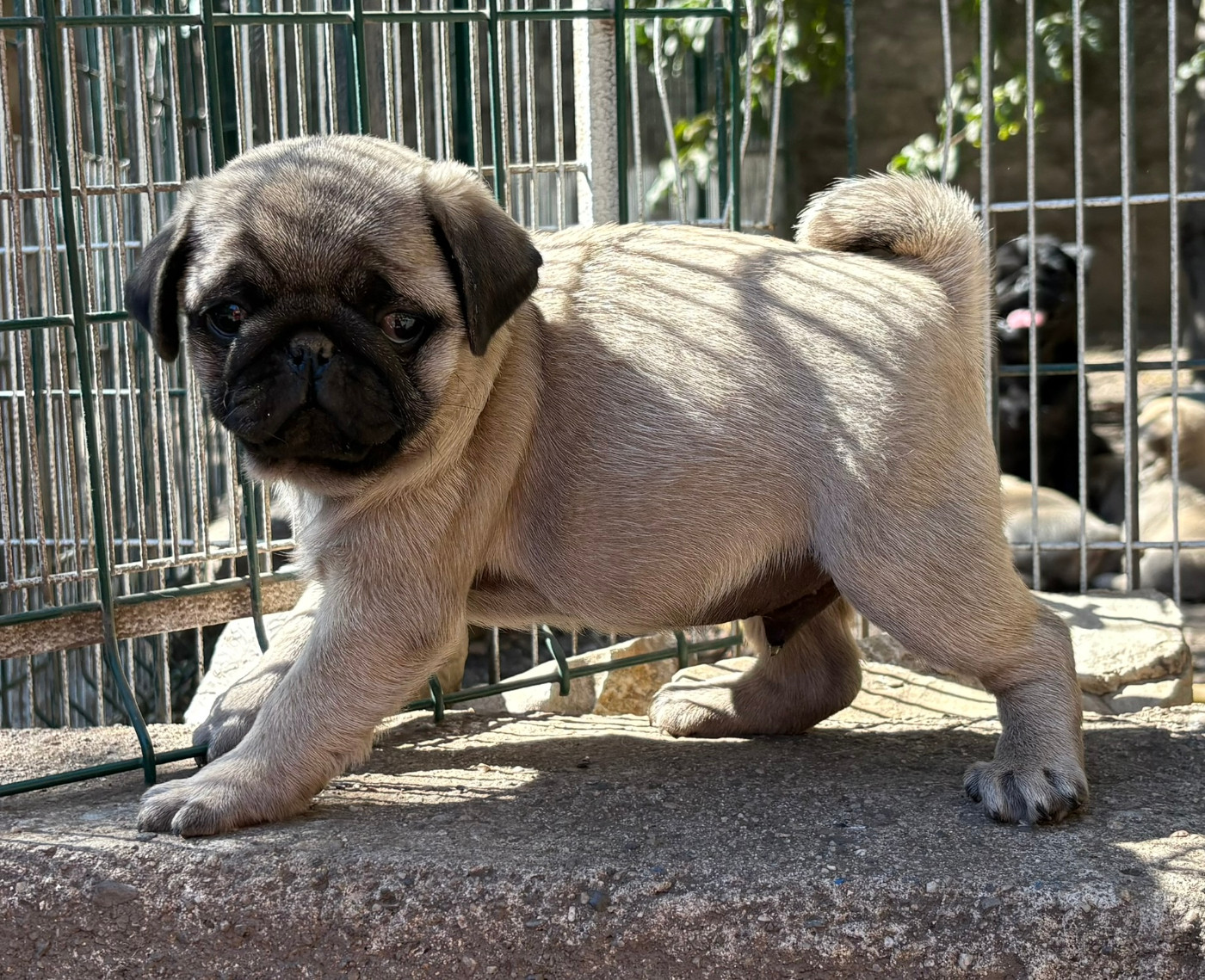 De la magie d'orient - Chiots disponibles - Carlin