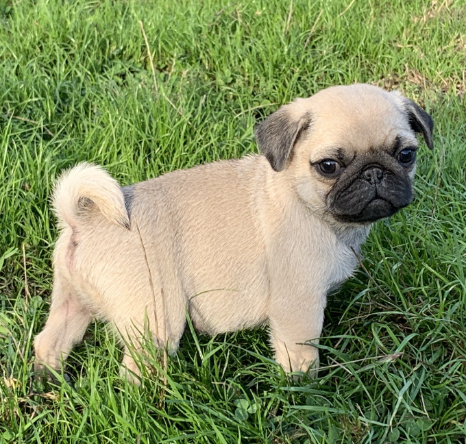 Chiot Carlin De la magie d'orient