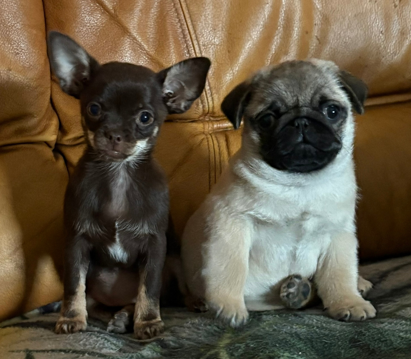 De la magie d'orient - Chiots disponibles - Carlin