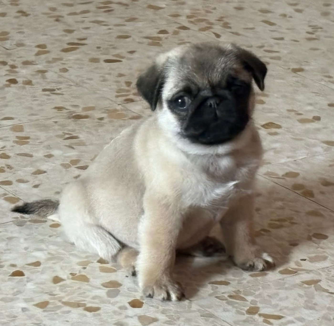 De la magie d'orient - Chiots disponibles - Carlin